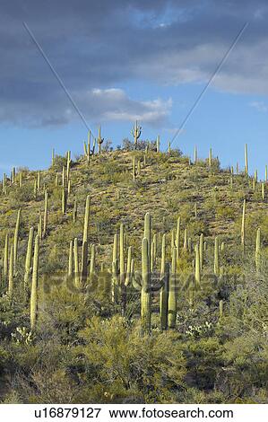 Stock Photo - A pyramid of giant Sonoran saguaro cactus and white puffy clouds at sunset in Saguaro National Park West. Fotosearch