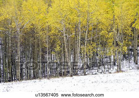 Stock Photography - Aspens and first snow near Ridgeway, Last Dollar Ranch Road. Fotosearch