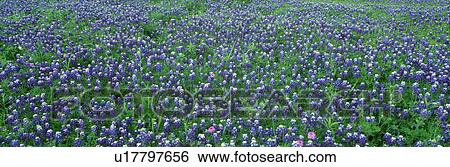 Blue Bonnets in Hill Country Willow View Large Photo Image Stock Photograph - Blue Bonnets in Hill Country Willow . Fotosearch