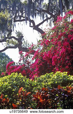 Stock Photo - Bougainvillea and Spanish moss. Fotosearch