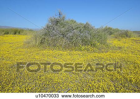 Stock Image - Bright spring yellow flowers and desert gold near the mountains in the Carrizo National Monument, the US Department of Interior. Fotosearch
