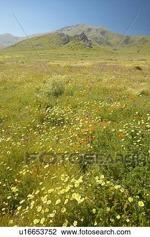 Stock Image - Bright spring yellow flowers, desert gold and California poppies near mountains in the Carrizo National Monument, the US Department of Interior. Fotosearch