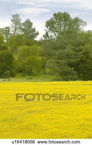 Desert gold yellow flowers in brightly colored spring field View Large Photo Image Stock Photo - Desert gold yellow flowers in brightly colored spring field. Fotosearch