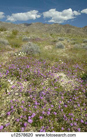 Stock Image - Desert lilies and white flowers blossoming with white puffy clouds in Anza-Borrego Desert State Park. Fotosearch