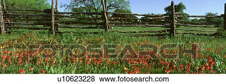 Stock Photo - Indian Paint Brush Flowers. Fotosearch