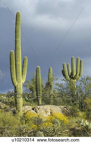 Picture - Large saguaro cactus and white puffy clouds in spring in Saguaro National Park West. Fotosearch