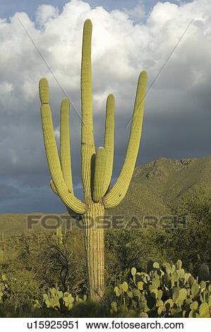 Stock Image - Large saguaro cactus and white puffy clouds in spring in Saguaro National Park West. Fotosearch