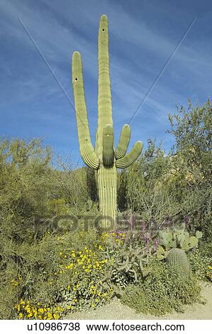 Stock Photo - Large saguaro cactus in spring in Saguaro National Park West. Fotosearch