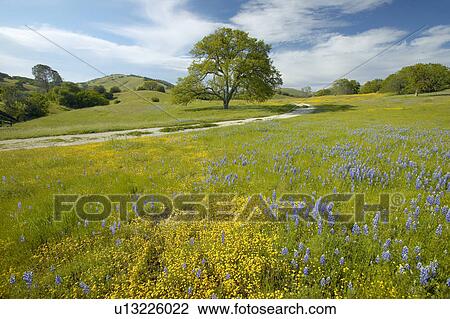 Lone tree and colorful bouquet of spring flowers blossoming View Large Photo Image Stock Image - Lone tree and colorful bouquet of spring flowers blossoming. Fotosearch