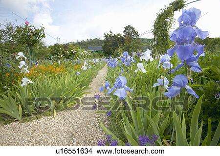 Monet's Garden at Giverny View Large Photo Image Picture - Monet's Garden at Giverny. Fotosearch