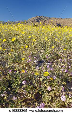 Mountain view and spectacular desert gold and various spring flowers south of Furnace Creek in Death Valley National Park View Large Photo Image Stock Photography - Mountain view and spectacular desert gold and various spring flowers south of Furnace Creek in Death Valley National Park. Fotosearch