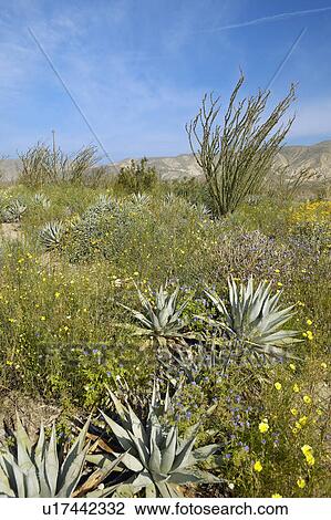 Stock Image - Ocotillo blossoms in springtime desert in Coyote Canyon, Anza-Borrego Desert State Park. Fotosearch