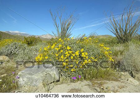 Stock Photograph - Ocotillo blossoms in springtime desert at Coyote Canyon, Anza-Borrego Desert State Park. Fotosearch