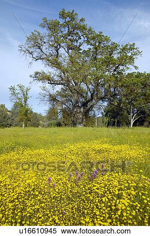 Stock Photography - Old tree surrounded by a colorful bouquet of spring flowers and desert gold in a farm field. Fotosearch