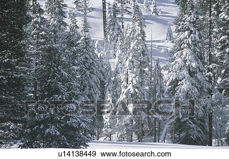 Stock Photo - Pine Trees Covered in Snow. Fotosearch