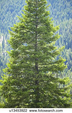 Ponderosa Pine View Large Photo Image Stock Image - Ponderosa Pine. Fotosearch