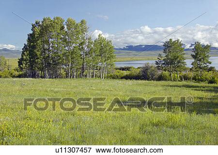 Stock Photo - Red Rock Lake in Centennial Valley. Fotosearch
