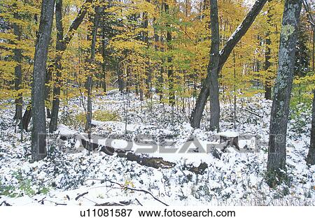 Snowy Forest in Autumn View Large Photo Image Stock Photo - Snowy Forest in Autumn. Fotosearch