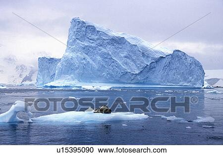 Southern sea lion sleeping on ice floe with glaciers and icebergs in Paradise Harbor View Large Photo Image Stock Image - Southern sea lion sleeping on ice floe with glaciers and icebergs in Paradise Harbor. Fotosearch