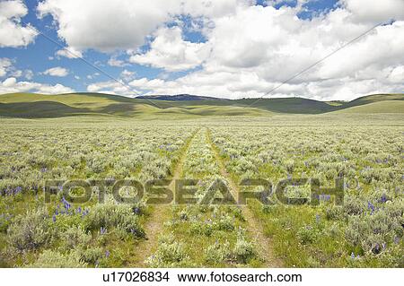 Picture - Tire tracks through spring flowers of Centennial Valley. Fotosearch