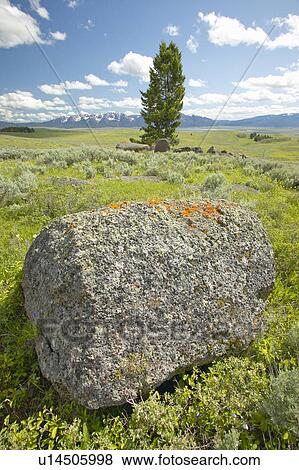 Stock Photo - Tree and ancient orange lichens growing on rocks in Centennial Valley. Fotosearch