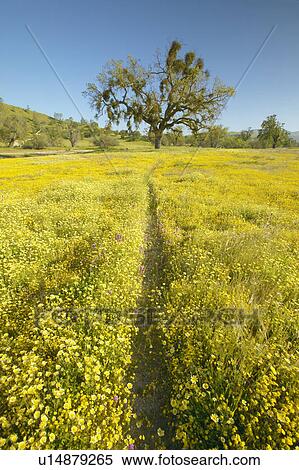 Walking path to a lone tree through a colorful bouquet of spring flowers blossoming View Large Photo Image Stock Photography - Walking path to a lone tree through a colorful bouquet of spring flowers blossoming. Fotosearch