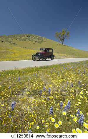 A maroon Model T driving down a scenic road surrounded by spring flowers View Large Photo Image Picture - A maroon Model T driving down a scenic road surrounded by spring flowers. Fotosearch