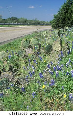 Flowers along a road View Large Photo Image Stock Photograph - Flowers along a road. Fotosearch