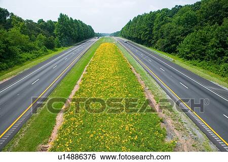 Stock Photograph - Yellow flower-lined state highway. Fotosearch