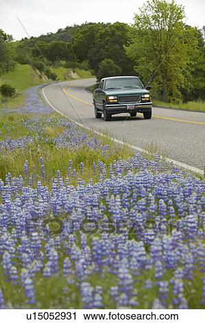 Stock Image - Car driving past roadside lupines. Fotosearch