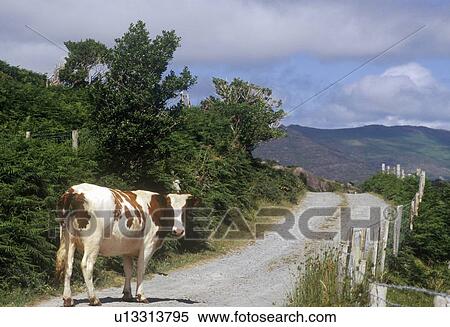 Stock Photography - Cow stopped in road in Cork, Ireland. Fotosearch
