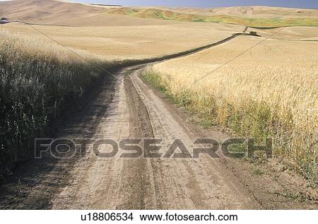 Dirt road through wheat field View Large Photo Image Picture - Dirt road through wheat field. Fotosearch