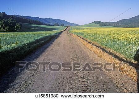 Stock Image - Sunrise on a mustard field and spring road. Fotosearch