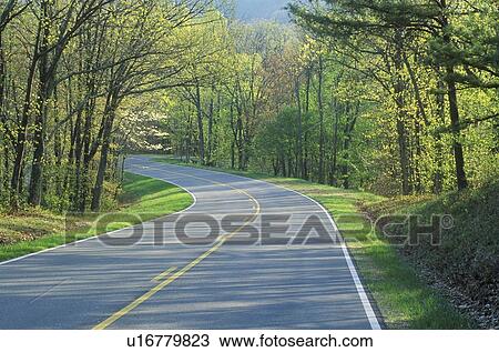 Winding forest road View Large Photo Image Stock Image - Winding forest road. Fotosearch
