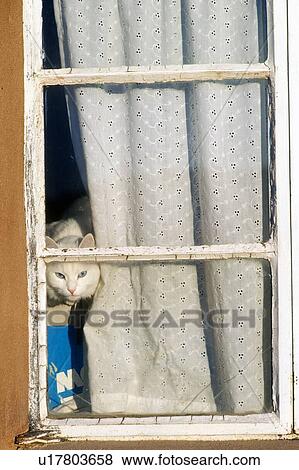 Stock Photo - , animal, US, USA, United States, United States of America, North America,. Fotosearch