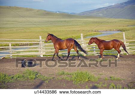 Stock Photograph - Arabian horses running in corral. Fotosearch