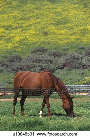 Arabian mare View Large Photo Image Stock Image - Arabian mare. Fotosearch