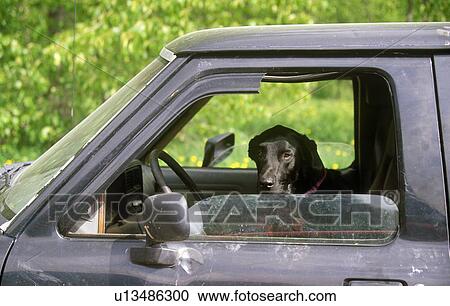 Black hound dog in window of truck View Large Photo Image Stock Image - Black hound dog in window of truck. Fotosearch