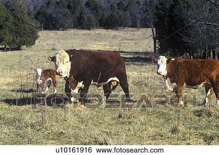Bull, Heifer and calf View Large Photo Image Stock Photograph - Bull, Heifer and calf. Fotosearch