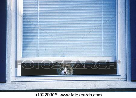 Cat peeking out of window View Large Photo Image Stock Photograph - Cat peeking out of window. Fotosearch