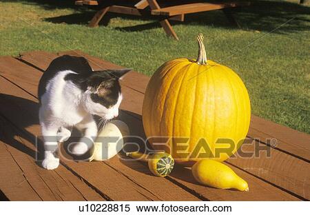 Stock Photography - Cat with Pumpkin and Squash on Picnic Table. Fotosearch