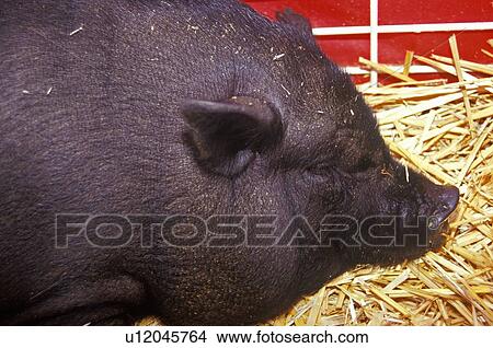 Close-up of black pig in hay, petting zoo View Large Photo Image Picture - Close-up of black pig in hay, petting zoo. Fotosearch