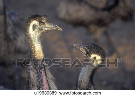Close-up of ostriches on Ostrich farm View Large Photo Image Stock Photo - Close-up of ostriches on Ostrich farm. Fotosearch