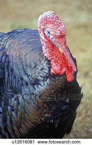Stock Image - Close-up of Wild Turkey Rooster. Fotosearch