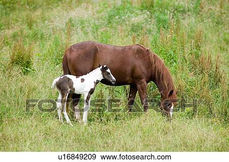 Colt and mother horse, Virginia View Large Photo Image Stock Photo - Colt and mother horse, Virginia. Fotosearch