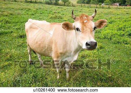 Stock Image - Cow. Fotosearch