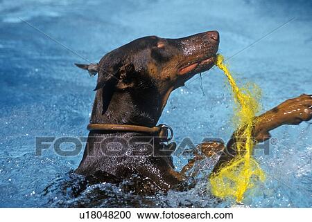 Stock Image - Doberman swimming in pool. Fotosearch