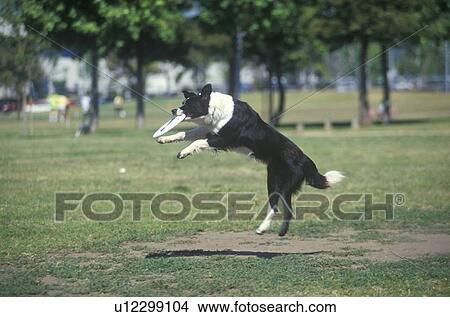 Dog catching Frisbee mid-air View Large Photo Image Picture - Dog catching Frisbee mid-air. Fotosearch