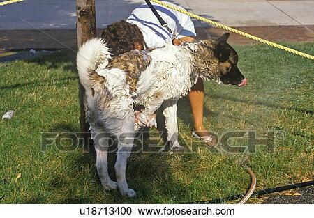 Stock Image - Dog getting bath with hose. Fotosearch