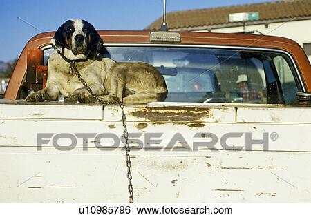 Stock Photograph - Dog in back of truck. Fotosearch